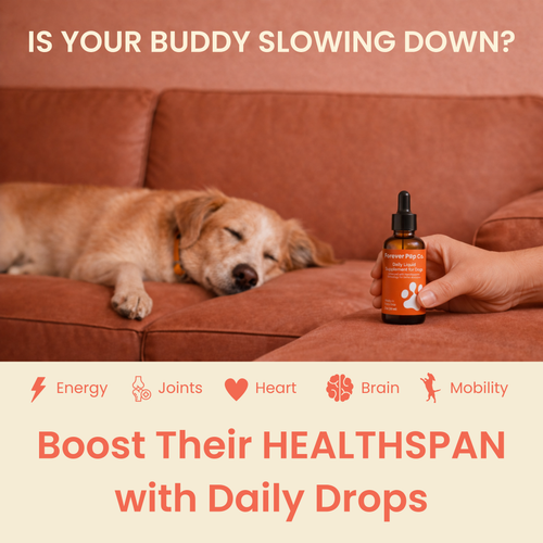 The Science-Backed Protocol to Boost Dog Health Span
