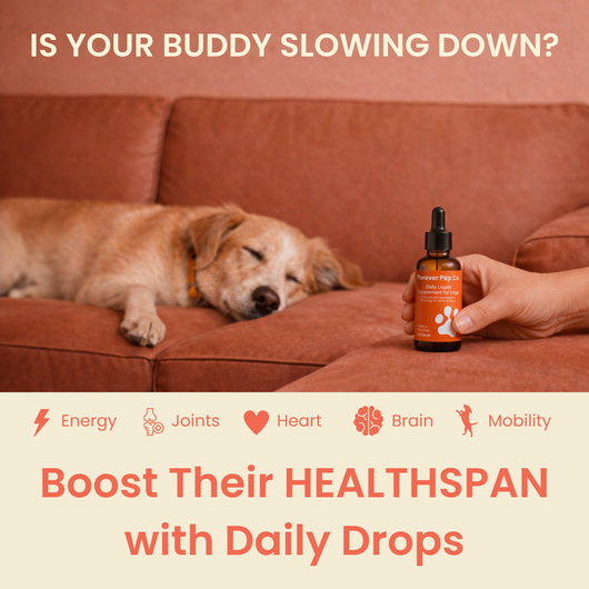 The Science-Backed Protocol to Boost Dog Health Span