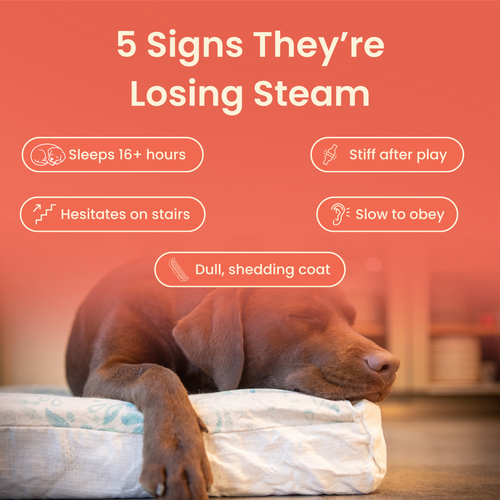 The Science-Backed Protocol to Boost Dog Health Span