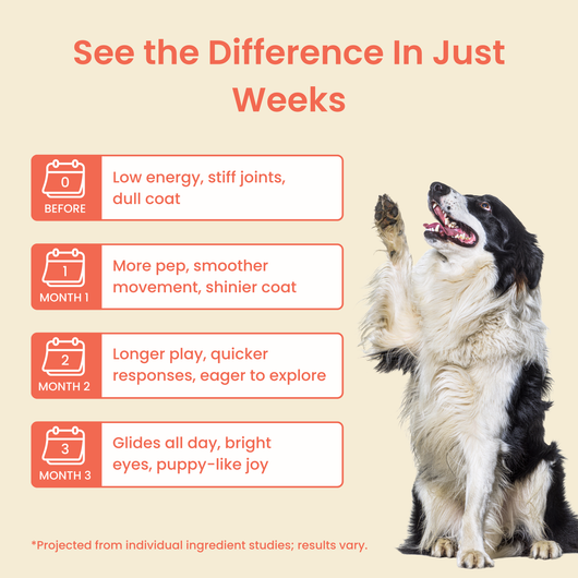 The Science-Backed Protocol to Boost Dog Health Span