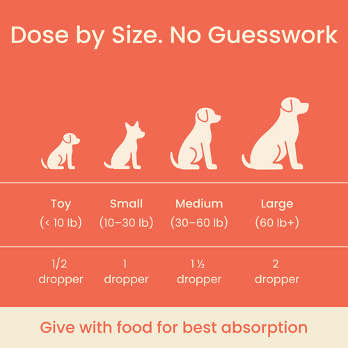 The Science-Backed Protocol to Boost Dog Health Span