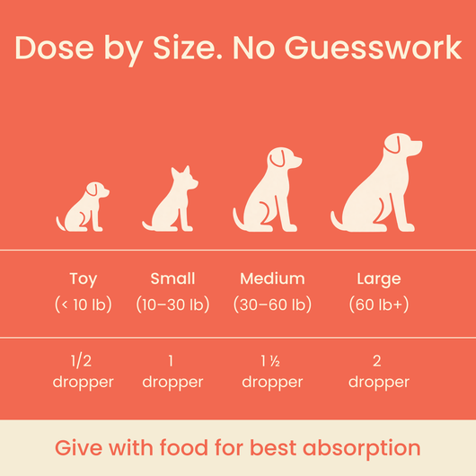 The Science-Backed Protocol to Boost Dog Health Span