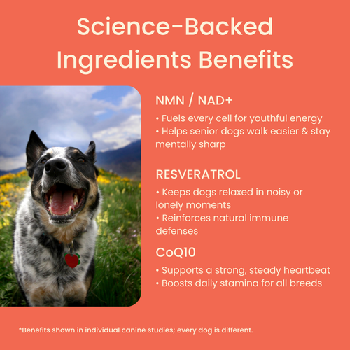 The Science-Backed Protocol to Boost Dog Health Span